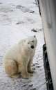 The polar bear came very close to a special car for the Arctic safari. Canada. Churchill National Park. Royalty Free Stock Photo