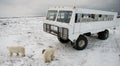 The polar bear came very close to a special car for the Arctic safari. Canada. Churchill National Park. Royalty Free Stock Photo