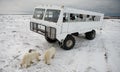 The polar bear came very close to a special car for the Arctic safari. Canada. Churchill National Park. Royalty Free Stock Photo