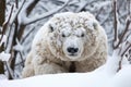 polar bear camouflaged in snow, ready to pounce