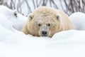 polar bear camouflaged in snow, ready to pounce