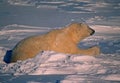 Polar bear in Canadain Arctic Royalty Free Stock Photo