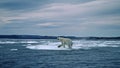 Polar bear in Canadian Arctic Royalty Free Stock Photo