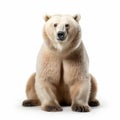 High Quality Polar Bear On White Background - Uhd Image