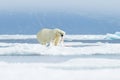 Polar bear with catch seal, mountain in the background, Russia. Wildlife in the Arctic