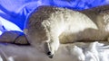 Polar bear Christmas animation, in night city Royalty Free Stock Photo