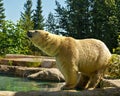 Polar Bear Photo and Image. Bear close-up side view standing a on rock by the water with tree background enjoying its environment Royalty Free Stock Photo