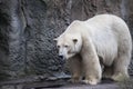 Polar bear close-up at the zoo. A large male polar bear walking in the zoo aviary.