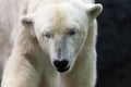 Polar bear Royalty Free Stock Photo