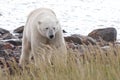 Polar Bear coming at shore 4