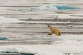 Polar Bear of the Ice Pack