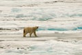 Polar Bear of the Ice Pack