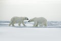 Polar bear couple cuddling on drift ice in Arctic Svalbard Royalty Free Stock Photo