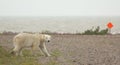 Polar Bear crossing 1 Royalty Free Stock Photo