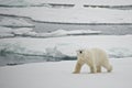 Polar bear crossing ice floe in Arctic Royalty Free Stock Photo