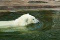 Polar bear cub Royalty Free Stock Photo