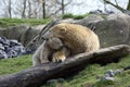 Polar bear with cub