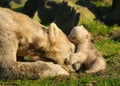 Polar bear and cub Royalty Free Stock Photo