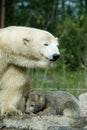 Polar bear with cub (captive) Royalty Free Stock Photo