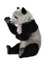 Panda Bear Cub Royalty Free Stock Photo