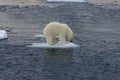 Polar bear cub floating before jump 2