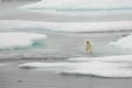 Polar bear cub on floe ice Royalty Free Stock Photo