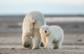 A polar bear cub following its mother`s back in natural habitat Royalty Free Stock Photo