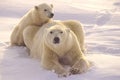 Polar bear and cub Royalty Free Stock Photo