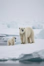 Polar bear with cub on an icefield in Svalbard AI generated