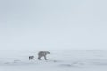 Polar bear with cub on an icefield in Svalbard AI generated