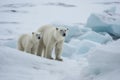 Polar bear with cub on an icefield in Svalbard AI generated