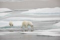 Polar bear and cub jumping Royalty Free Stock Photo