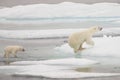 Polar bear and cub jumping on ice Royalty Free Stock Photo