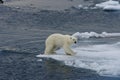 Polar bear cub landing after jump 3