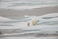 Polar bear and cub on melting ice Royalty Free Stock Photo