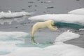 Polar bear cub mid-air Royalty Free Stock Photo