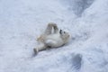 Polar bear with cub. Mother love. Royalty Free Stock Photo