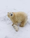 Polar bear with cub. Mother love. Royalty Free Stock Photo