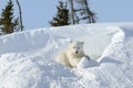 Polar bear cub playing around Royalty Free Stock Photo