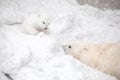Polar bear cub is playing hide-and-seek with its mom