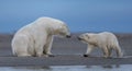 A polar bear cub shaking off water besides its mother Royalty Free Stock Photo