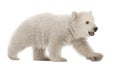 Polar bear cub, Ursus maritimus, 3 months old