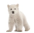 Polar bear cub, Ursus maritimus, 3 months old Royalty Free Stock Photo