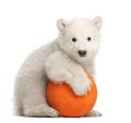 Polar bear cub, Ursus maritimus, 3 months old