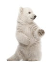 Polar bear cub, Ursus maritimus, 3 months old