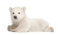 Polar bear cub, Ursus maritimus, 3 months old