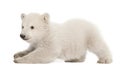 Polar bear cub, Ursus maritimus, 3 months old