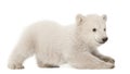 Polar bear cub, Ursus maritimus, 3 months old