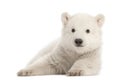 Polar bear cub, Ursus maritimus, 3 months old