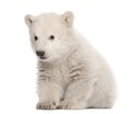 Polar bear cub, Ursus maritimus, 3 months old